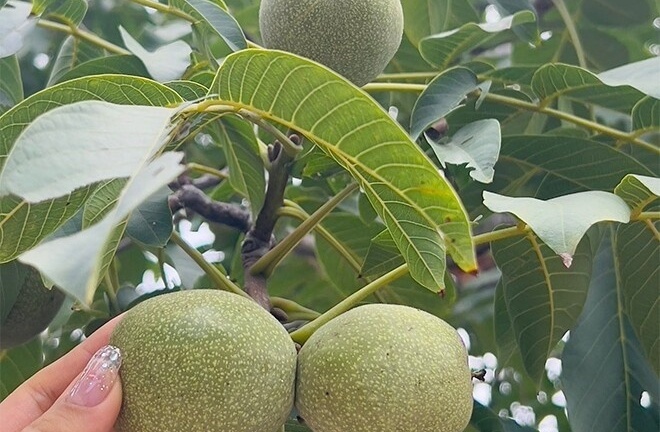 Loại quả thuộc top