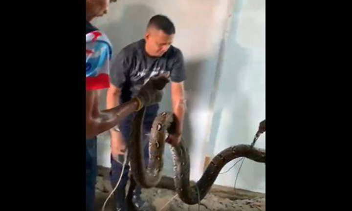 Trăn “khủng” dài 5m ẩn nấp dưới sàn phòng ngủ, lực lượng cứu hỏa phải phá sàn bắt giữ