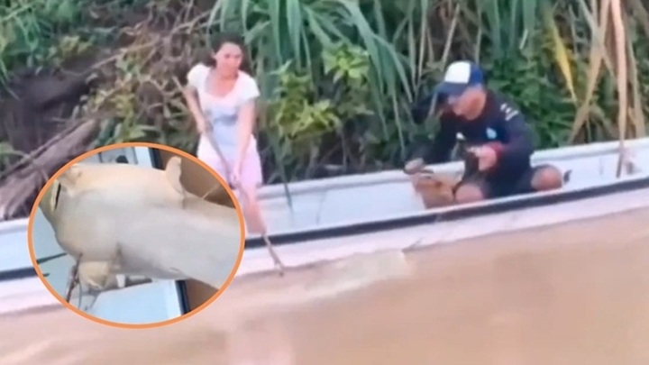 Bắt được sinh vật có màu 