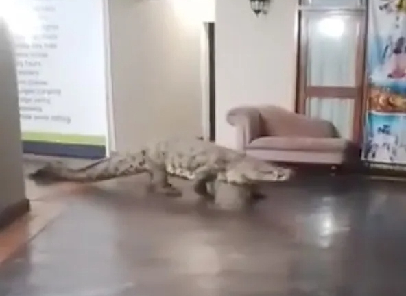Clip: Bắt sống con cá sấu 3,6 mét lao vào nhà hàng trước sự kinh hãi của thực khách