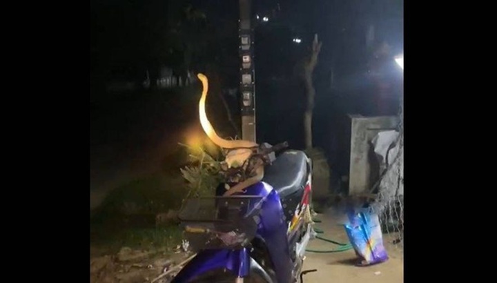 Phát hiện rắn hổ mang 