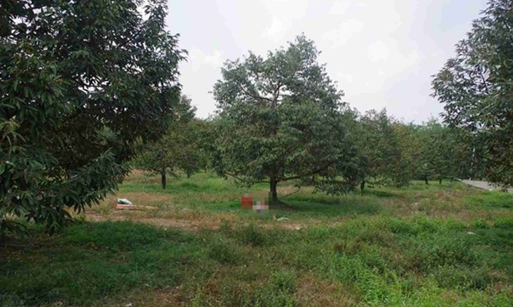 Vụ người đàn ông 63 tuổi tử vong trong vườn sầu riêng ở Đồng Nai: Tiết lộ tình tiết bất ngờ