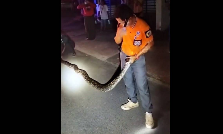 Nữ tài xế suýt ngồi lên “tử thần” khi trăn khủng ẩn dưới bánh xe