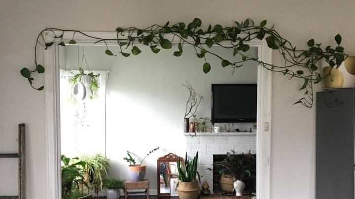 Có nên trồng cây dây leo trong nhà?