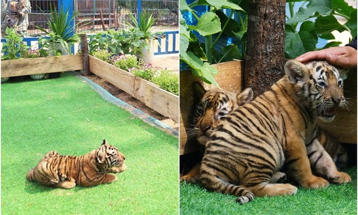 Tin tức thời sự 24h: Hổ con Bengal lần đầu lộ diện