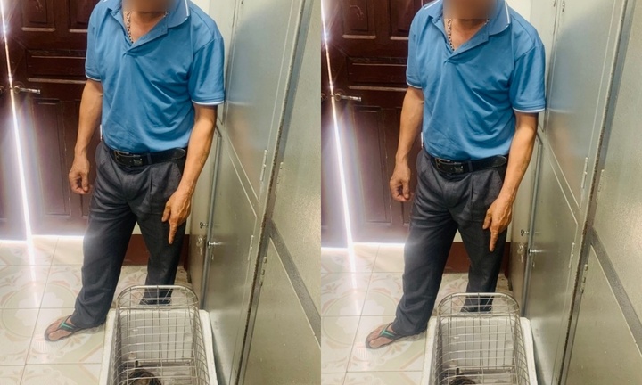 Phú Thọ: Xử phạt người đàn ông nuôi nhốt mèo rừng trái phép tại nhà