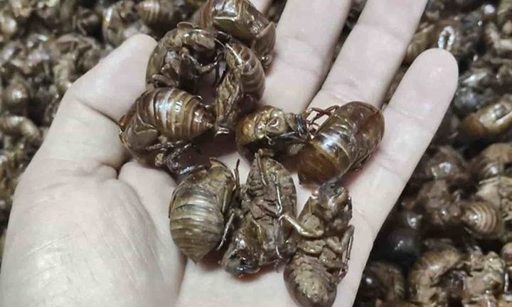 Nghề lạ: Người dân đổ xô vào rừng 