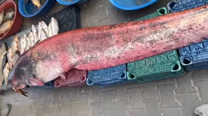 Ngư dân bắt được cá trê “khủng” dài 2,5 mét, nặng 150 kg