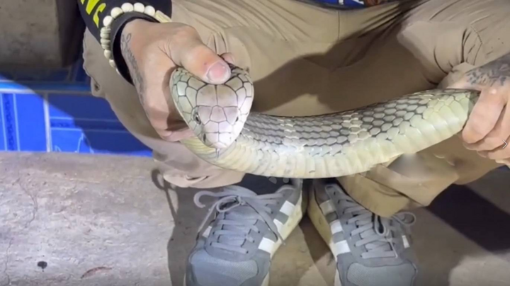 Rắn hổ mang chúa “khủng” dài 3 mét bò vào nhà dân