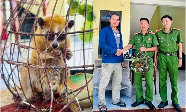 Người dân phát hiện con vật mắt to tròn bám trên dây điện liền giao nộp công an