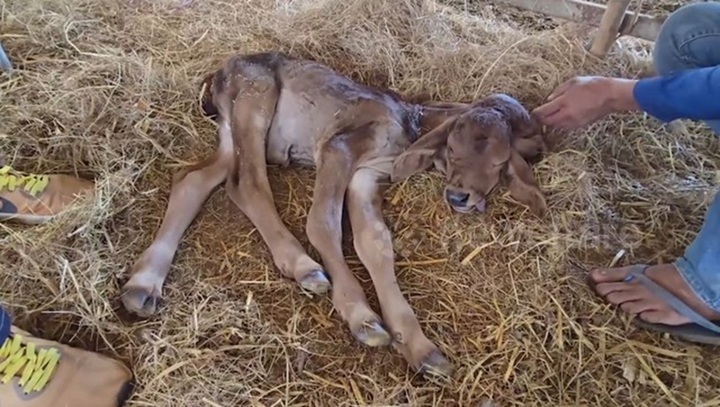 Bê con sinh ra có 2 đầu, người dân kéo đến xem, ông chủ tiết lộ bất ngờ