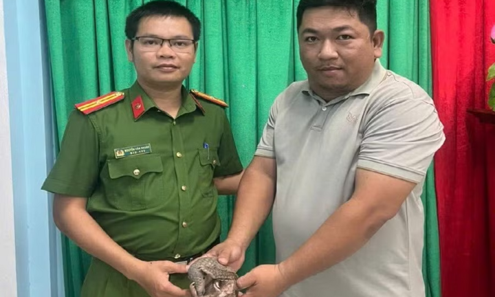 Tin tức thời sự 24h: Người dân ở Gia Lai giao nộp 1 cá thể tê tê Java quý hiếm