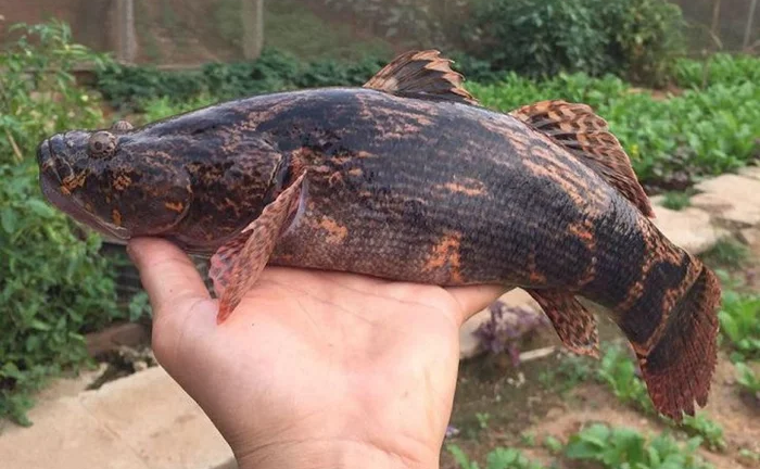 Khám phá loại cá 