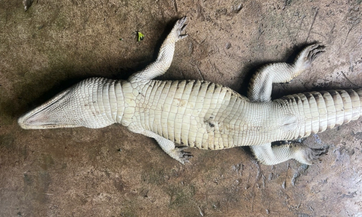 Bắt thành công con cá sấu dài hơn 1m, nặng khoảng 10kg trong ao nhà dân