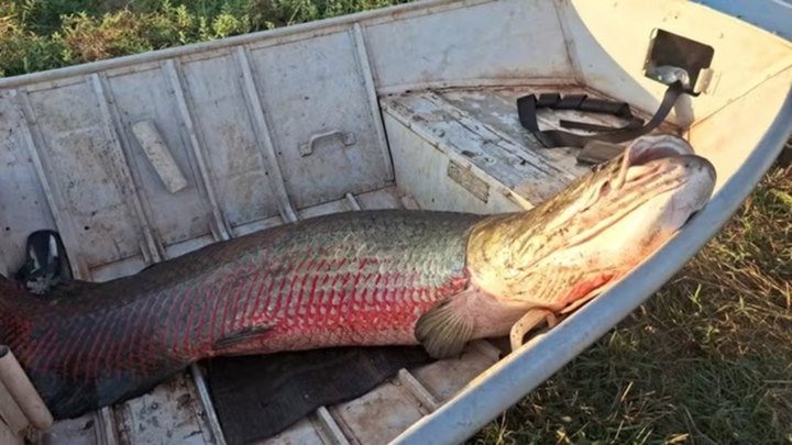 Cá pirarucu khổng lồ nặng 75kg, dài gần 1,9 mét 