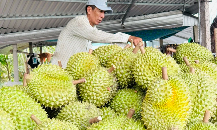 Tin vui về trái sầu: Xuất khẩu chạm mốc 221,7 triệu USD, tăng tới 230%