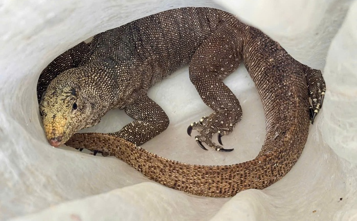 Con vật quý hiếm nặng 5kg, khắp người có hoa văn 