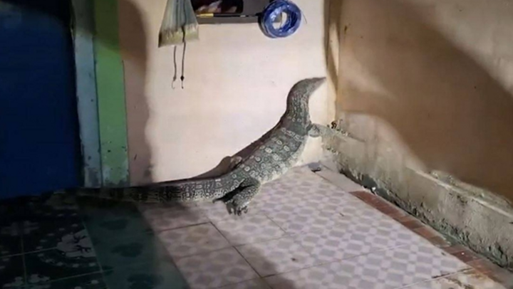 Clip: Bắt sống con thằn lằn khổng lồ dài 1,8m đột nhập vào nhà dân lúc nửa đêm