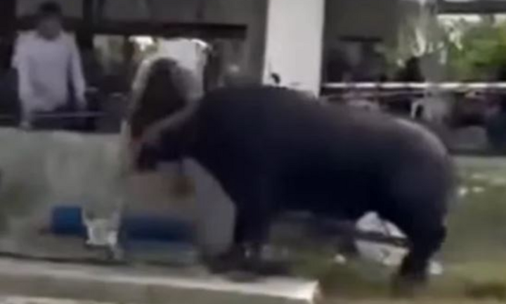 Đau lòng: Người đàn ông bị trâu tấn công đến thiệt mạng, clip 40 giây ghi lại cảnh kinh hãi