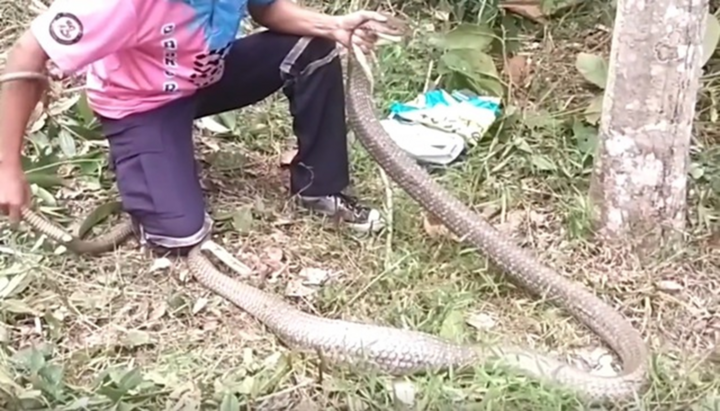 Clip: Dùng tay không bắt rắn hổ mang chúa dài 3,3m ẩn nấp trong bụi tre