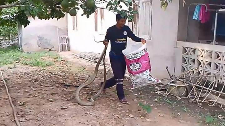 Clip: Dùng tay không bắt sống rắn hổ mang chúa 