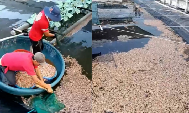 Vụ hàng tấn tôm chết ở Quảng Trị: 8 túi dưới đáy hồ chứa chất lạ gì?