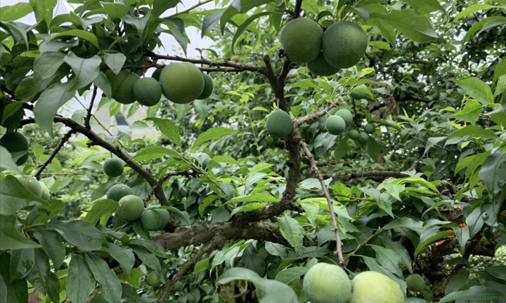 Loại trái cây đặc trưng mùa hè, nhiều người mê tít nhưng một số nhóm nên hạn chế ăn
