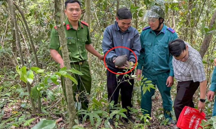 Tin tức thời sự 24h: Người dân phát hiện tê tê trên đường đi làm rẫy