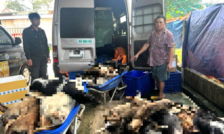 Bắt 9 người trộm chó, sơ chế ở Tây Ninh rồi đưa về TP.HCM tiêu thụ: Lời khai về đường dây