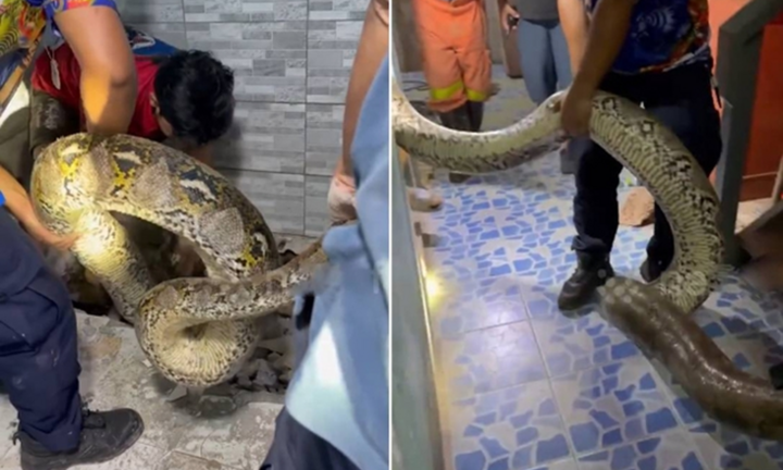 Bắt sống con trăn 