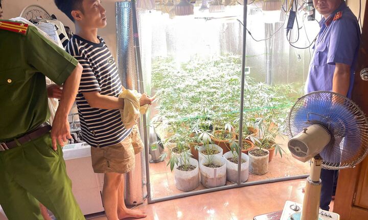 Hưng Yên: Công an phường Phố Hiến bắt giữ đối tượng trồng cây cần sa tại nhà