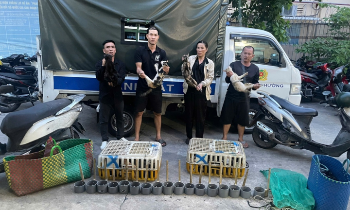 Công an TP.HCM triệt phá đường dây trộm cắp, thu gom mèo liên tỉnh: Bắt giữ 9 đối tượng