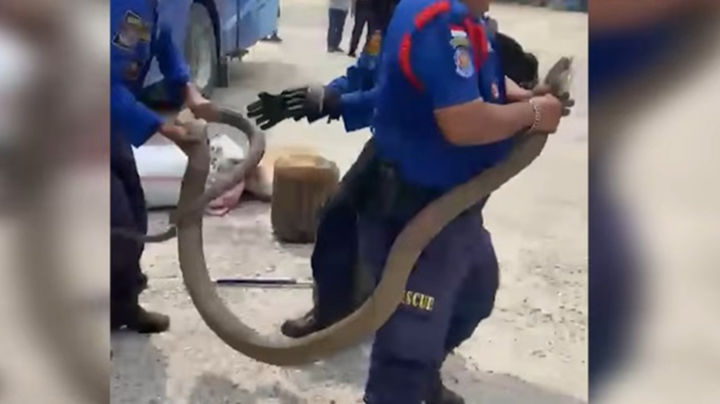 Thót tim khoảnh khắc bắt rắn hổ mang chúa khổng lồ dài 3 mét ẩn nấp trong xe khách