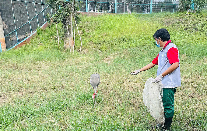 Thêm 6 sếu đầu đỏ từ Thái Lan sẽ được đón về VQG Tràm Chim: Di chuyển trên máy bay, đề nghị thông quan nhanh