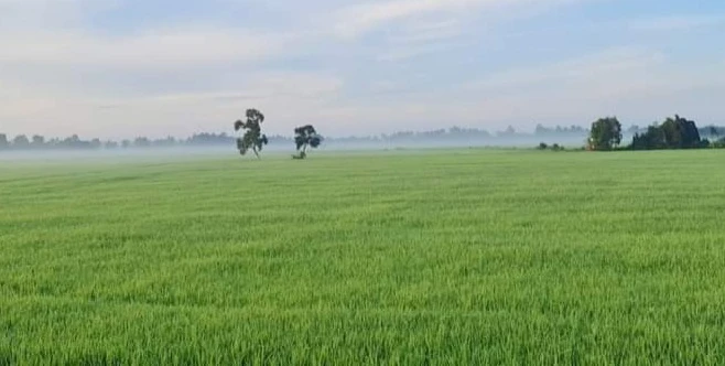 Không trực tiếp sản xuất nông nghiệp có được mua đất trồng lúa?