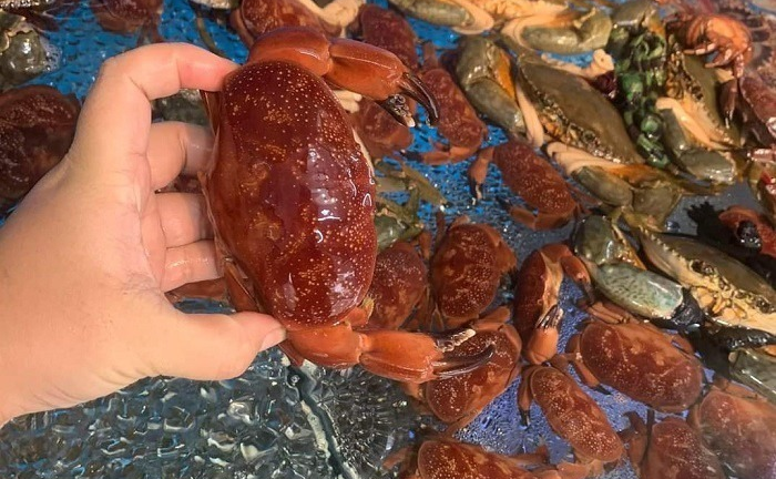 Kỳ lạ loài 