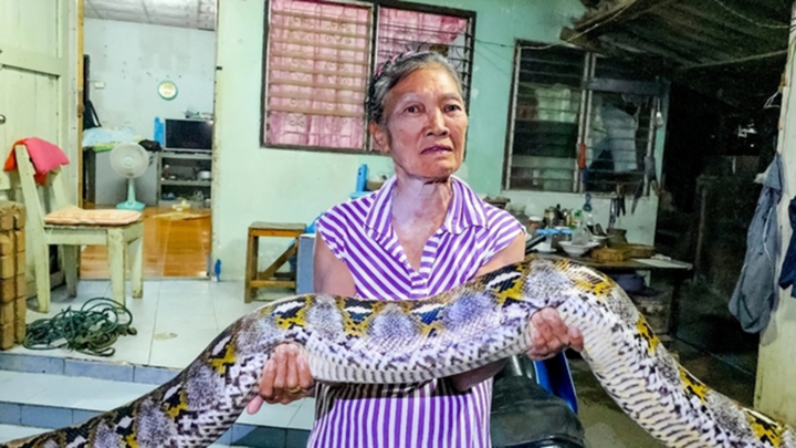 Cụ bà 75 tuổi hoảng hốt phát hiện trăn khổng lồ gần 30kg bò vào nhà lúc nửa đêm