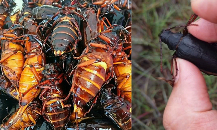 Loại côn trùng 
