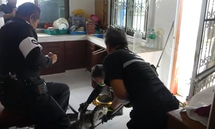 Mở cánh tủ dưới bồn rửa, người phụ nữ bàng hoàng phát hiện trăn khổng lồ vừa nuốt chửng mèo cưng
