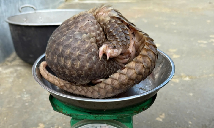 Bất ngờ phát hiện động vật quý hiếm đi lạc vào khu dân cư, người phụ nữ lập tức báo cơ quan chức năng
