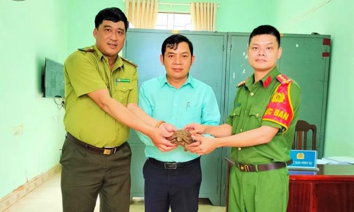 Người dân giao nộp rùa núi vàng quý hiếm cho công an