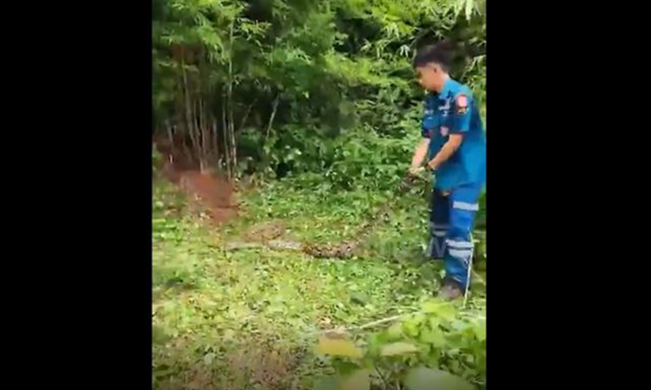 Bắt sống trăn khổng lồ dài 4,8 mét làm tổ sát nhà cụ bà ở Thái Lan