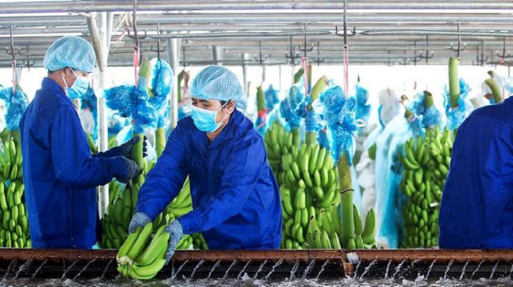 HAGL Agrico nợ hơn 21.000 tỷ đồng