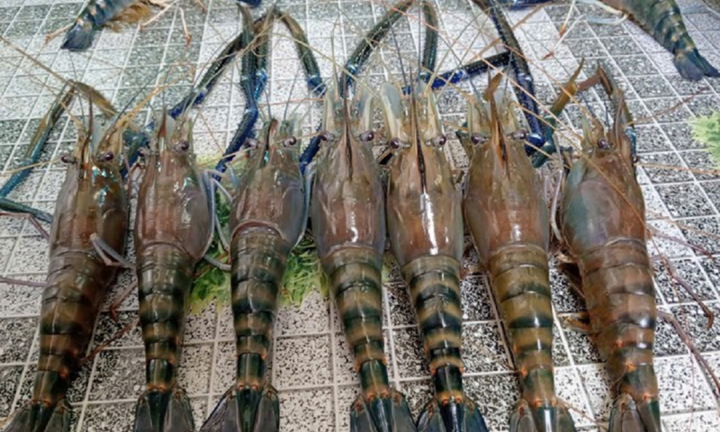  Nông dân Quảng Trị thu 2,3 tỷ đồng/năm nhờ nuôi tôm càng xanh 
