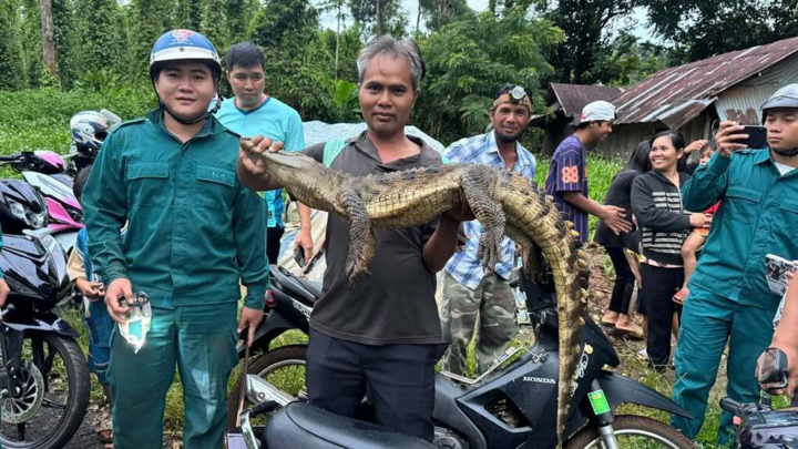 Bắt được cá sấu nặng 10kg, dài 1,5m dưới suối ở Đồng Nai
