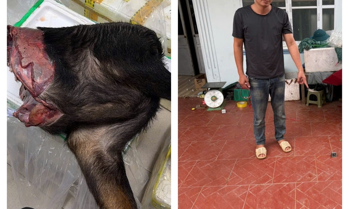 Lào Cai: Khởi tố đối tượng vận chuyển 48,5kg sơn dương đến Sa Pa tiêu thụ