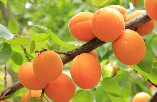 Loại quả có vị ngọt thanh, hương thơm nồng nàn, chỉ xuất hiện chớp nhoáng vài tuần khiến nhiều người mê mẩn