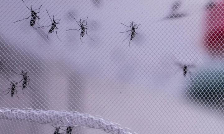 Ghi nhận 15 ca tử vong do dịch virus Tây sông Nile tại Italy 