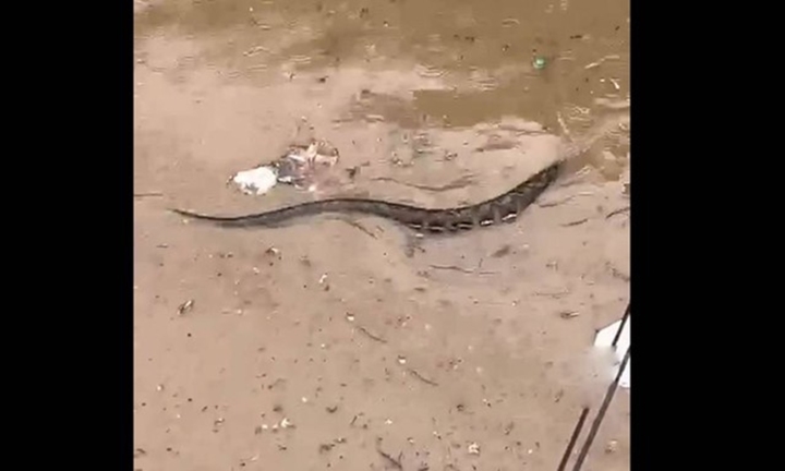Hãi hùng trăn khổng lồ bơi giữa phố ngập, tìm cách chui qua cổng nhà dân