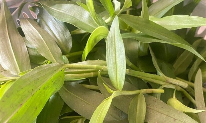 Cây dại mọc ở bờ mương nay thành đặc sản nổi tiếng, dù đem luộc, xào tỏi hay nấu canh đều ngon